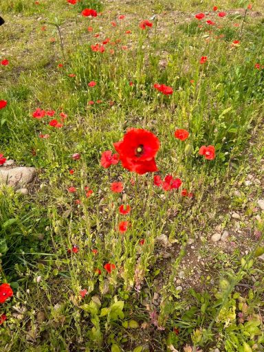 poppies