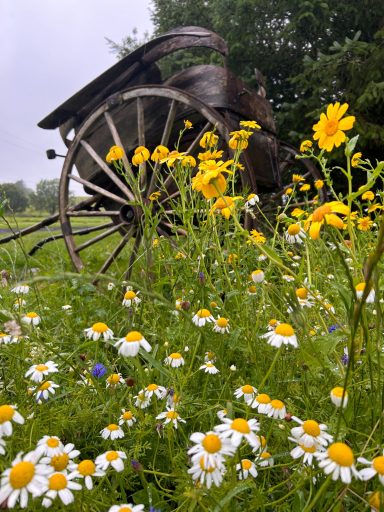 Wildflower meadow