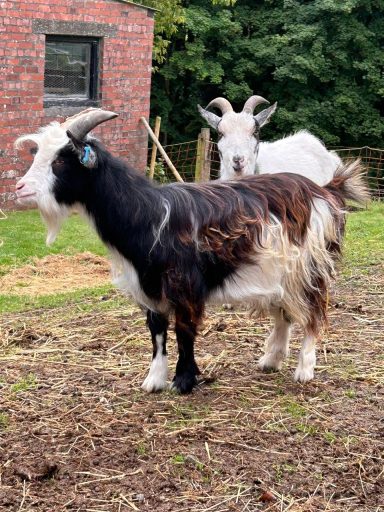 Meet the Goats