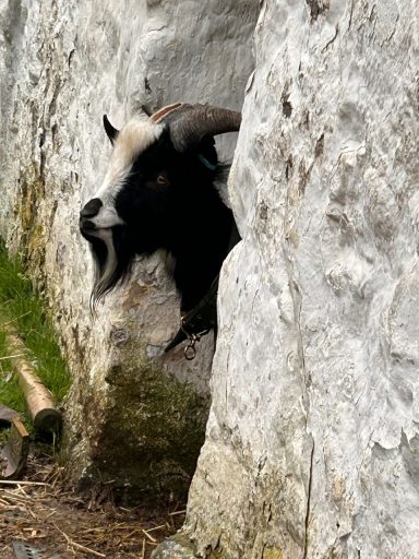 Goats at Bracken Barns