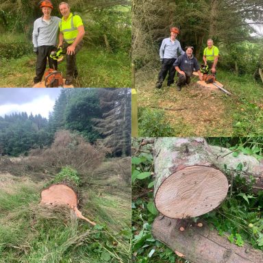 Tree work