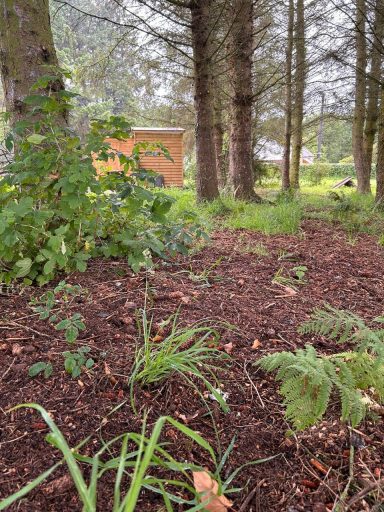 wooded copse