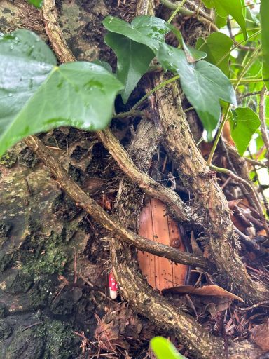 Fairy doors