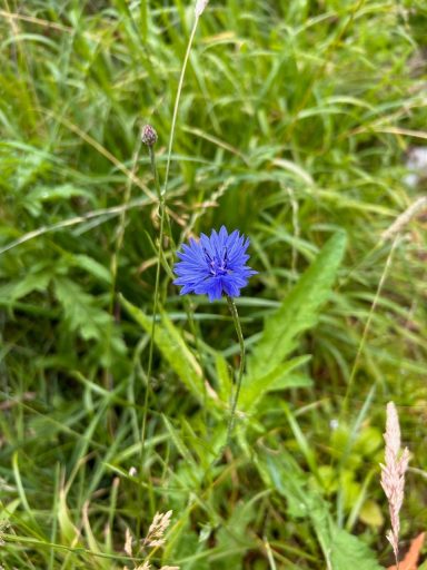 Wildflowers